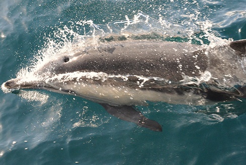 dolphin-swimming-sea